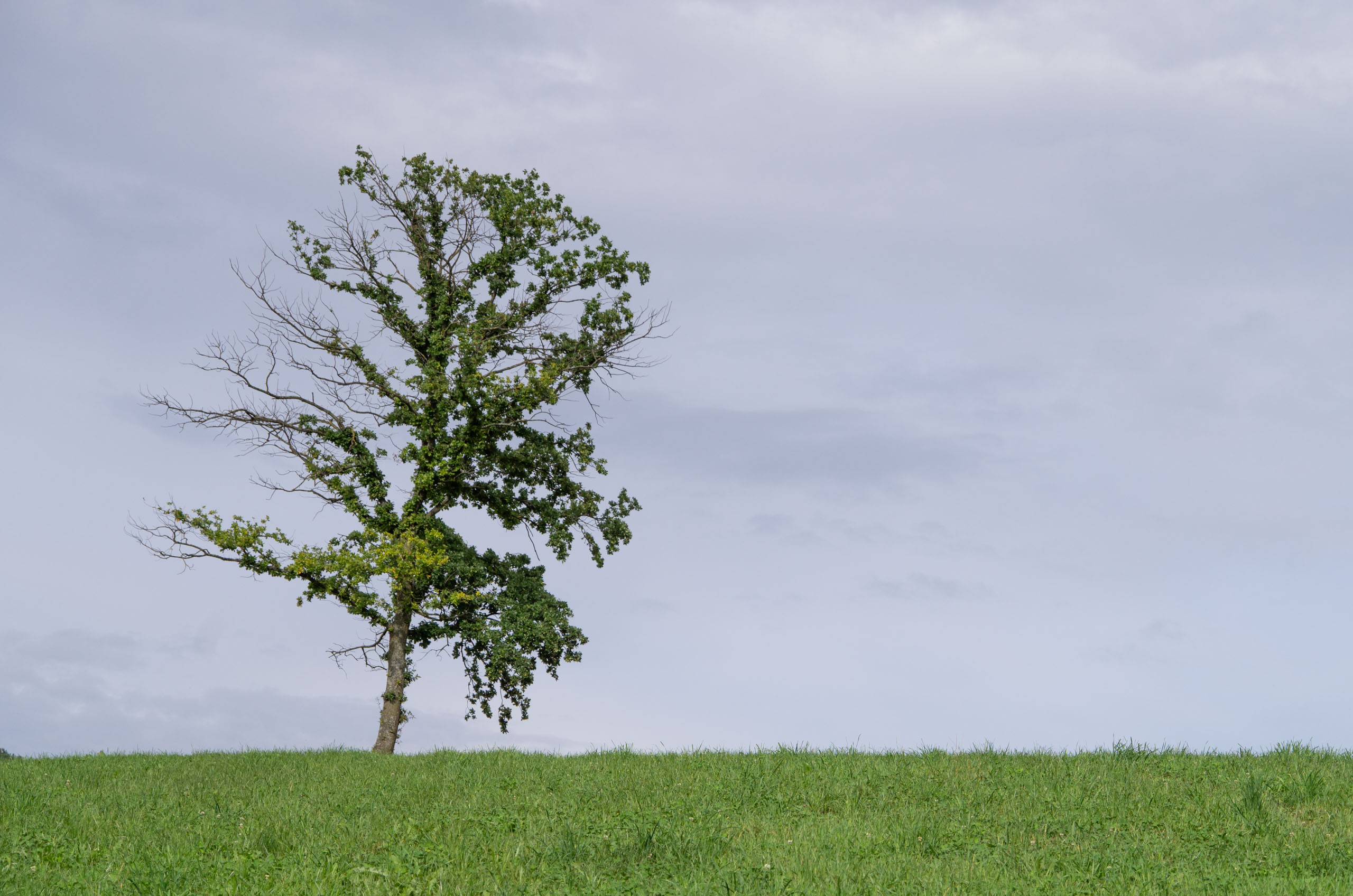 Einsamer Baum